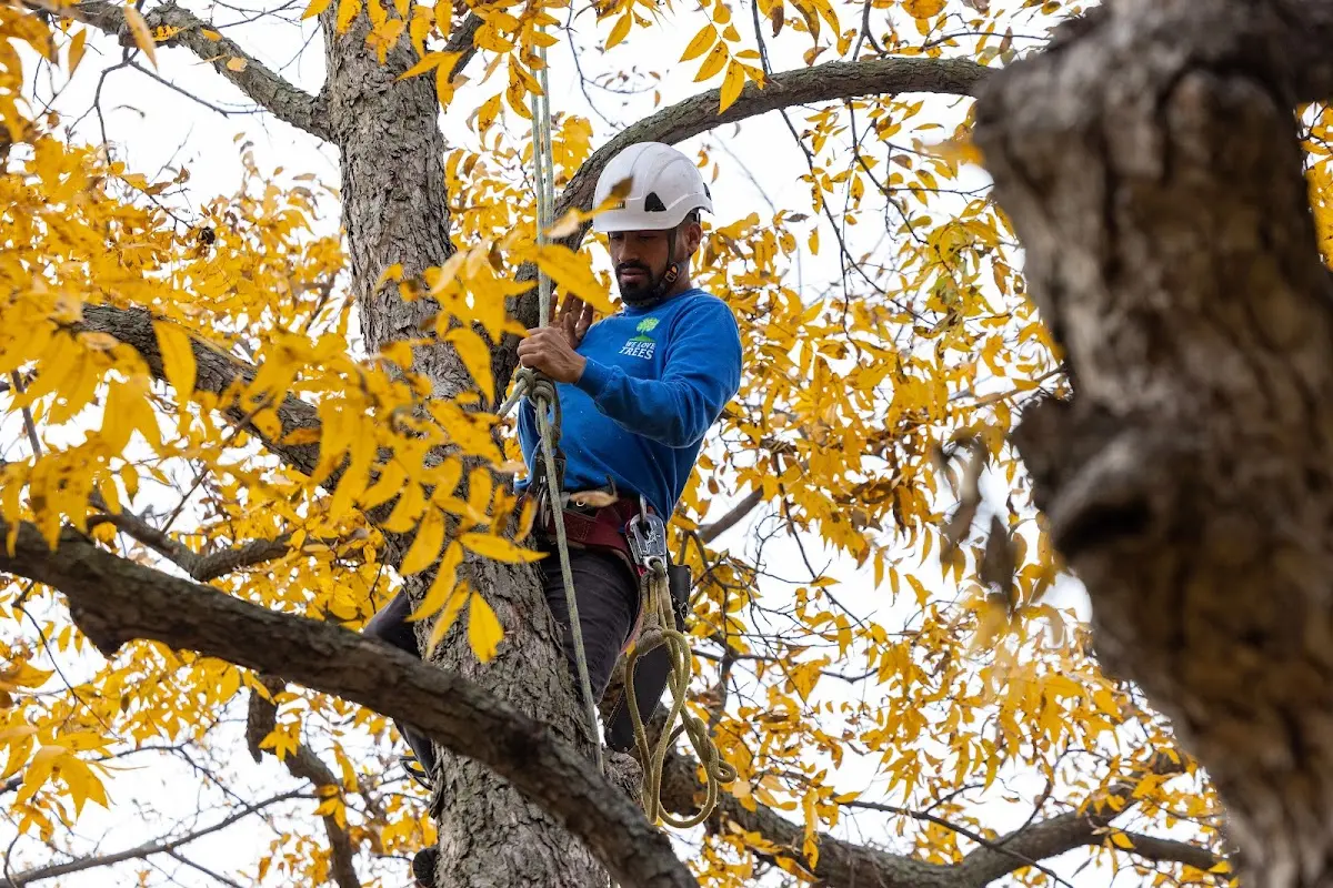 Skilled Tree Planting crew working in Rome
